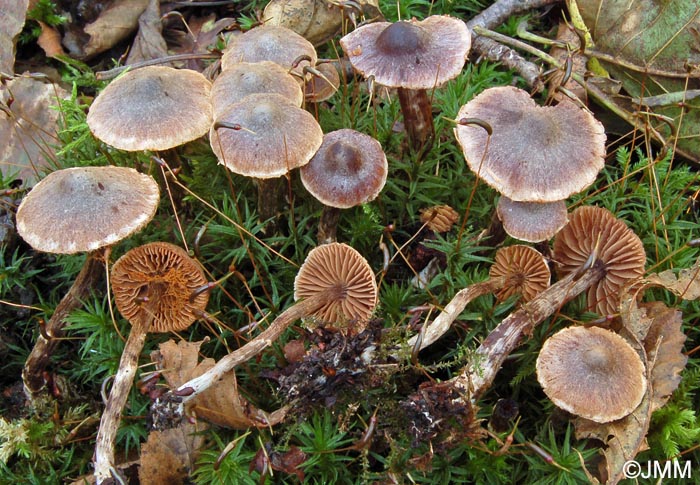 Cortinarius alnetorum