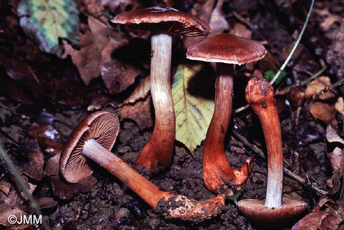 Cortinarius bulliardii