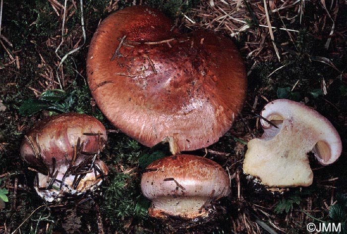 Cortinarius orichalceus = Cortinarius cupreorufus = Calonarius cupreorufus