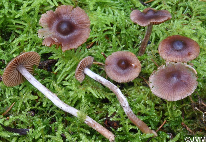 Cortinarius decipiens