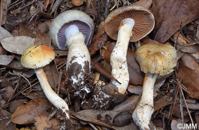 Cortinarius dryosalor