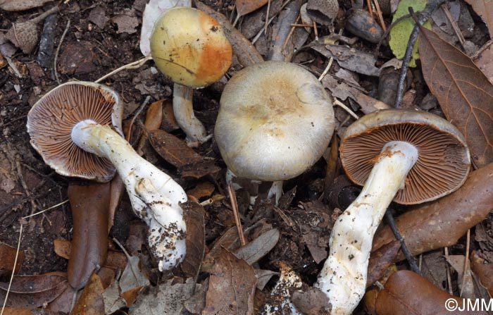 Cortinarius dryosalor