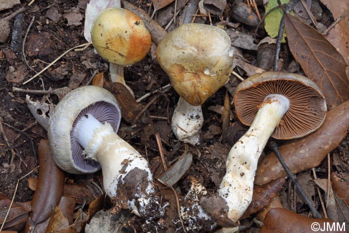 Cortinarius dryosalor