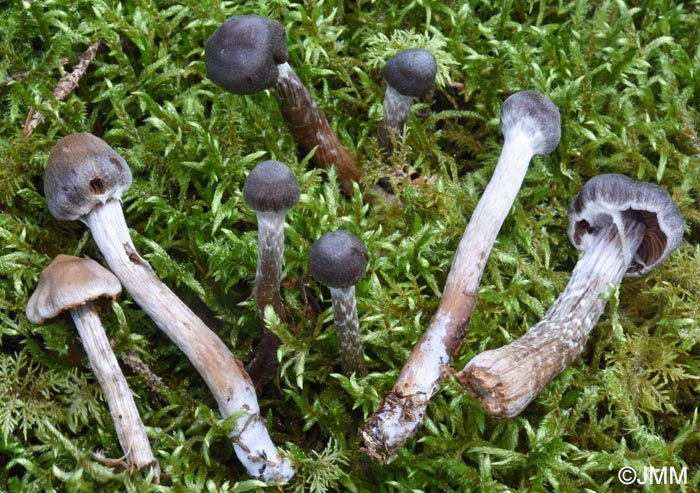 Cortinarius flexipes