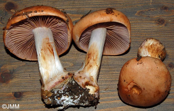 Cortinarius fulvoincarnatus