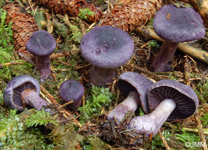 Cortinarius hercynicus = Cortinarius harcynicus