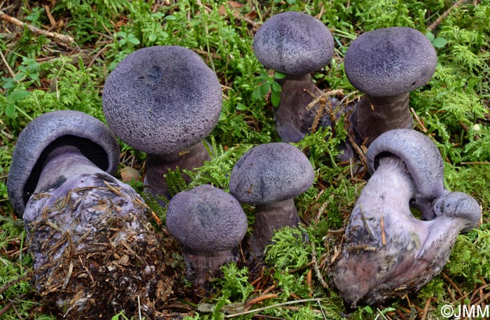 Cortinarius hercynicus = Cortinarius harcynicus