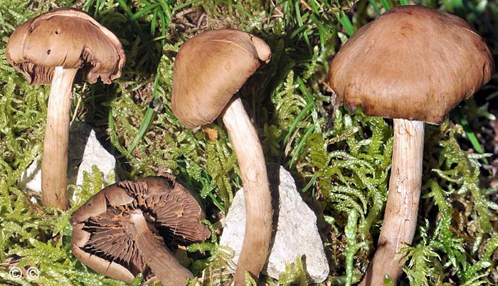 Cortinarius ionosmus