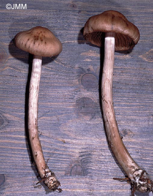 Cortinarius ionosmus