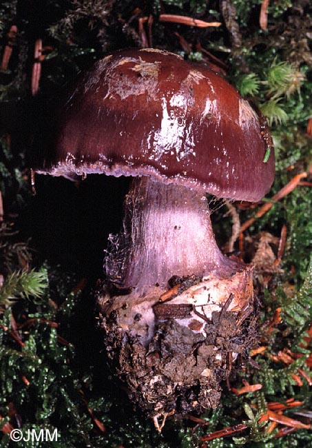 Cortinarius moenne-loccozii