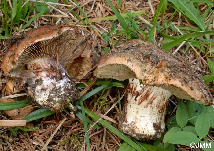 Cortinarius orichalceus = Cortinarius cupreorufus = Calonarius cupreorufus 