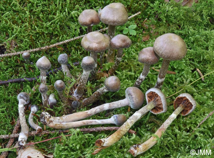Cortinarius paleaceus f. pinetorum