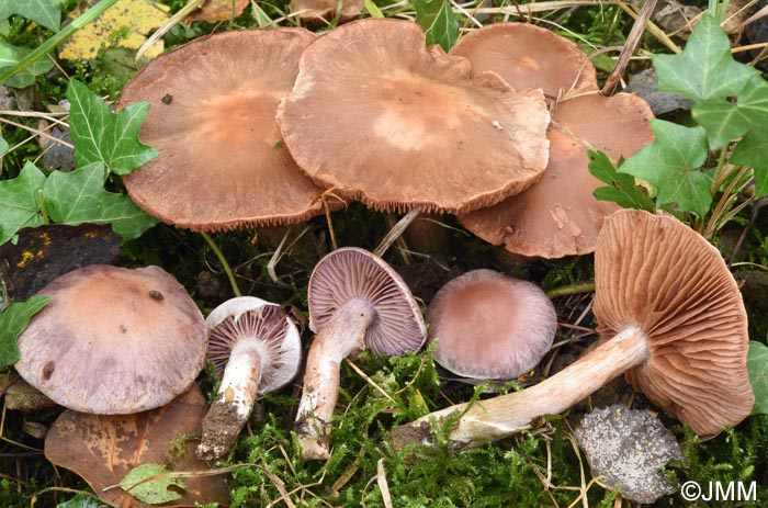 Cortinarius paracohabitans