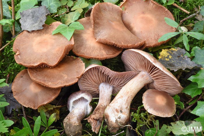 Cortinarius paracohabitans