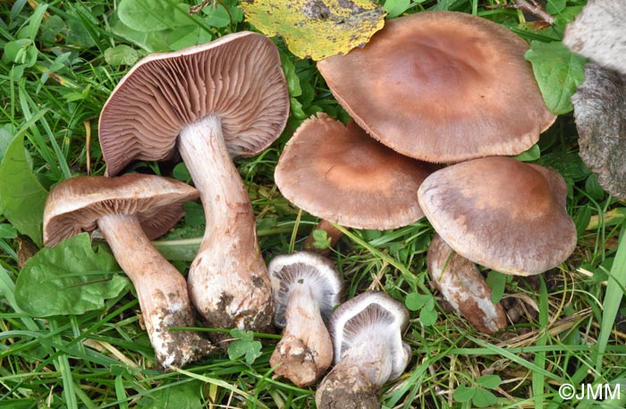 Cortinarius paracohabitans