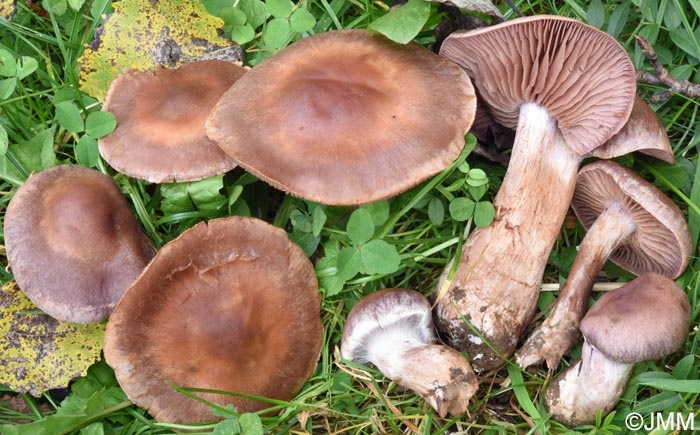 Cortinarius paracohabitans