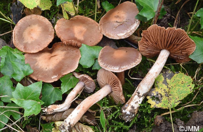 Cortinarius paracohabitans