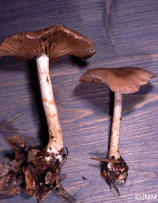 Cortinarius paragaudis = Cortinarius haematochelis