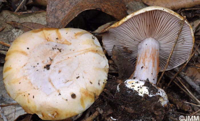 Cortinarius parasuaveolens