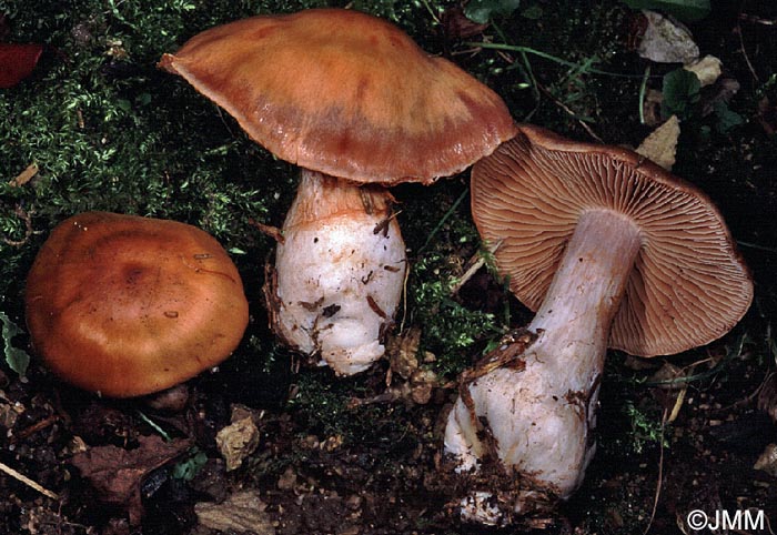 Cortinarius poecilopus