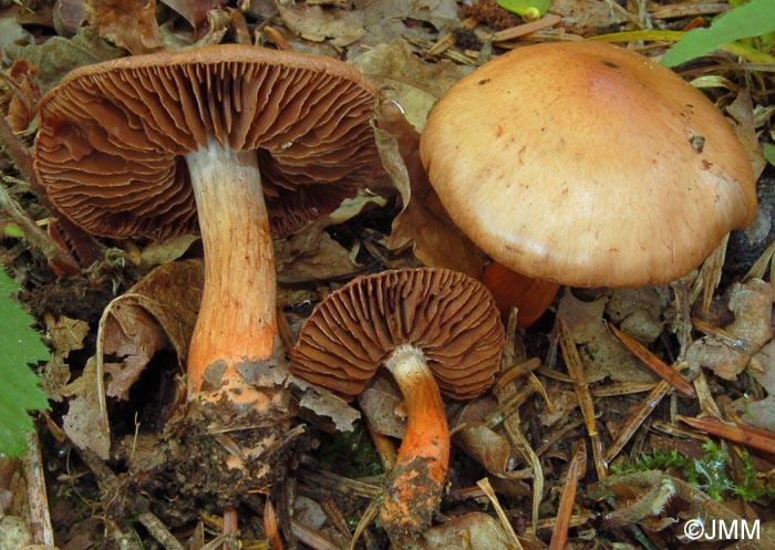 Cortinarius pseudocolus