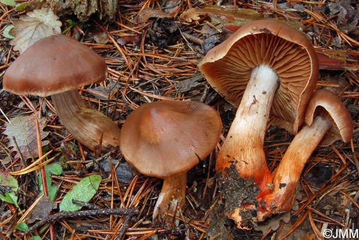 Cortinarius pseudocolus