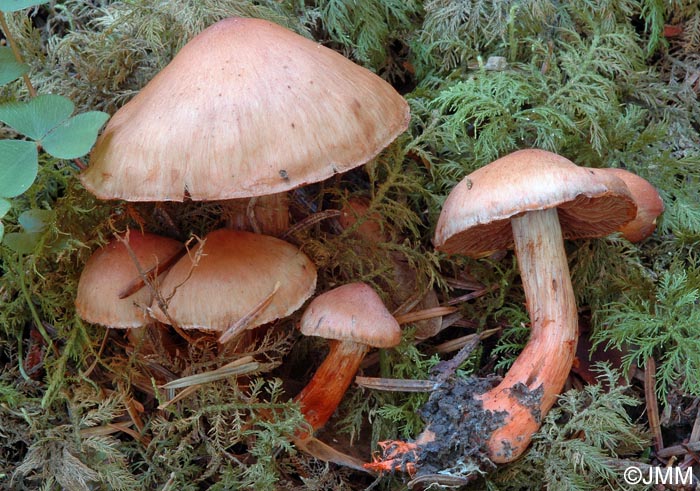 Cortinarius pseudocolus
