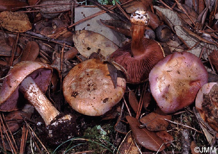 Cortinarius violaceipes = Cortinarius parasuaveolens ss. auct.