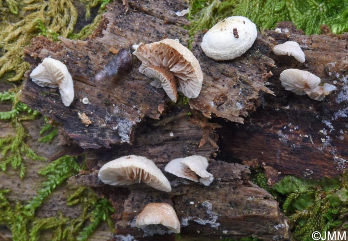 Crepidotus versutus