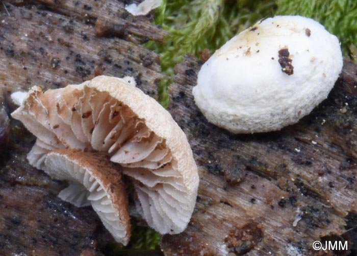 Crepidotus versutus