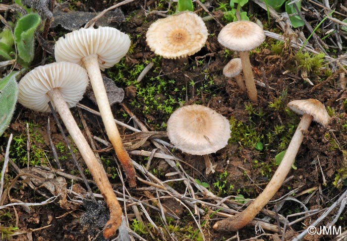 Crinipellis subtomentosa