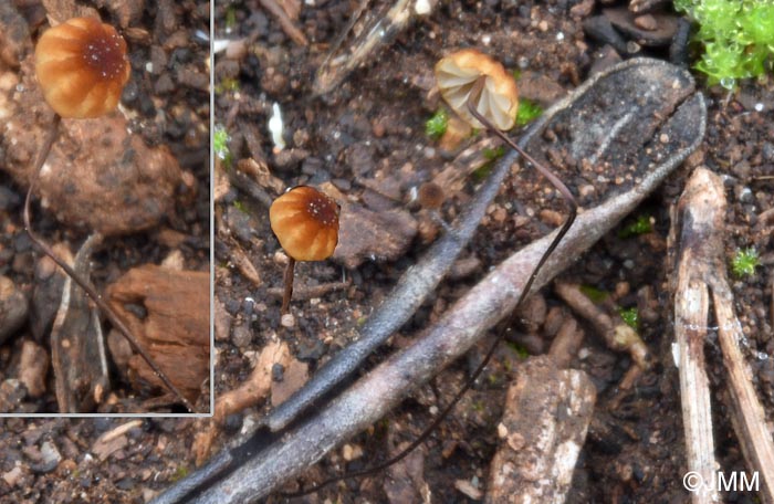 Cryptomarasmius corbariensis = Marasmius corbariensis