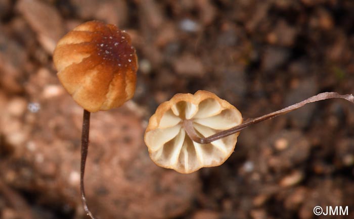 Cryptomarasmius corbariensis = Marasmius corbariensis