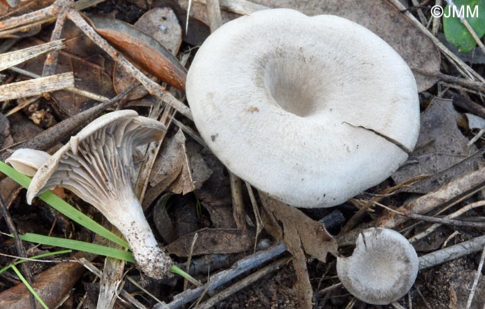 Entoloma cettoi