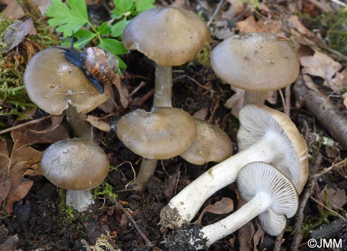 Entoloma clypeatum