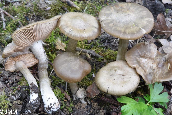Entoloma clypeatum