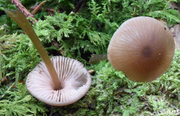 Entoloma conferendum var. pusillum