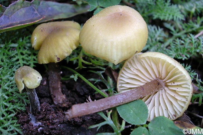 Entoloma icterinum = Entoloma pleopodium