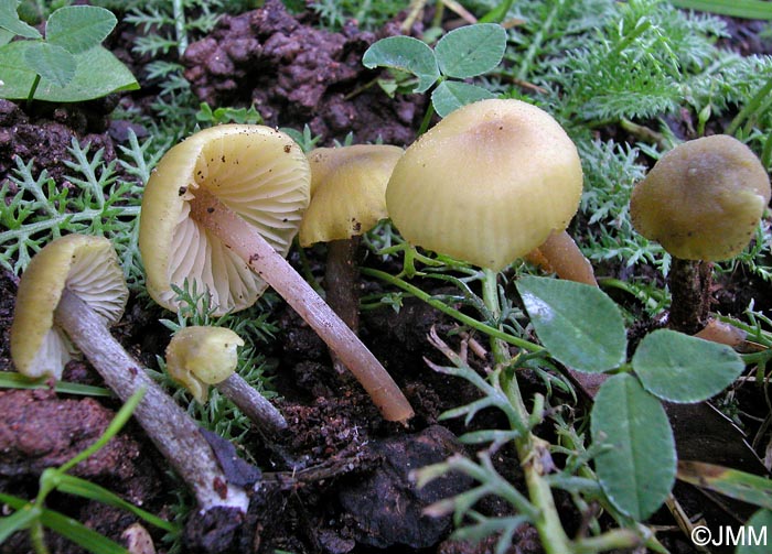 Entoloma icterinum = Entoloma pleopodium