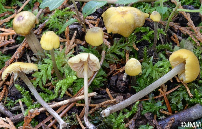 Entoloma icterinum = Entoloma pleopodium