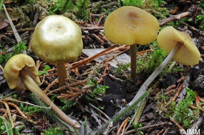 Entoloma icterinum = Entoloma pleopodium