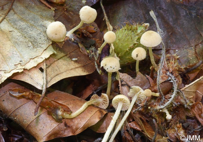 Flammulaster carpophilus