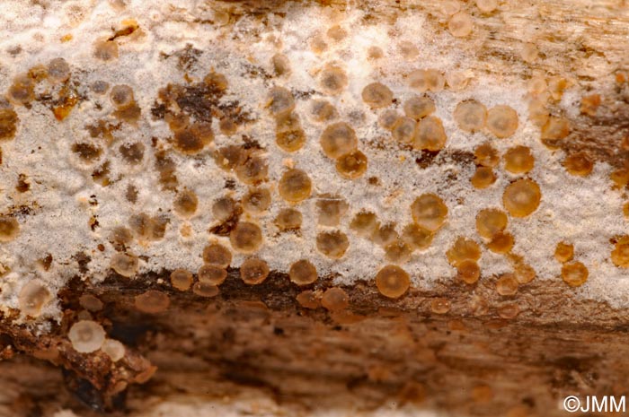 Orbilia crenatomarginata