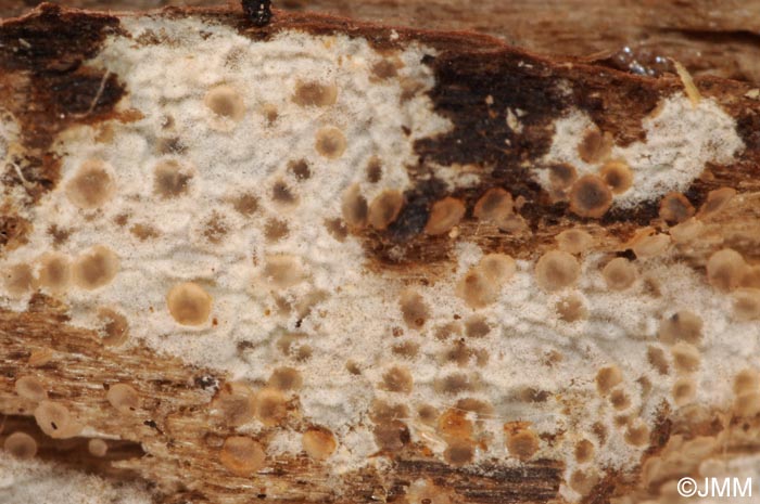 Orbilia crenatomarginata