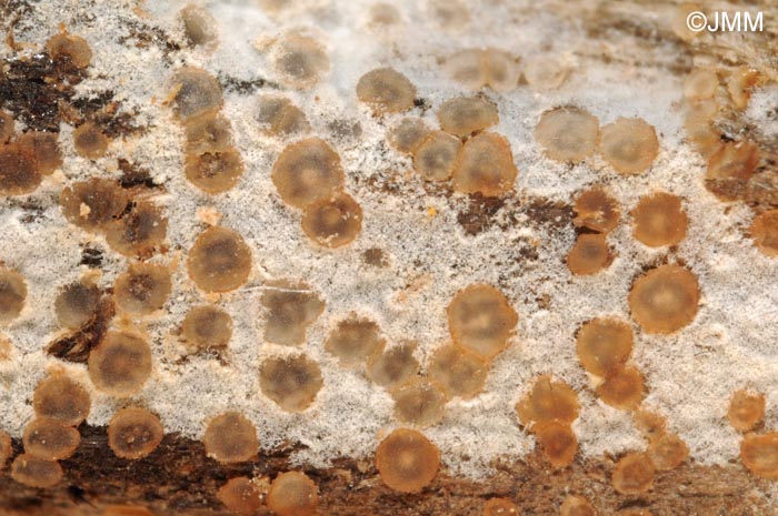 Orbilia crenatomarginata