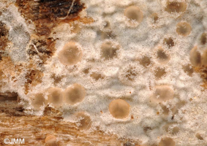 Orbilia crenatomarginata