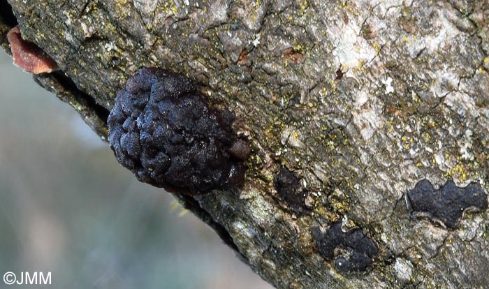 Tremella moriformis = Pseudotremella moriformis