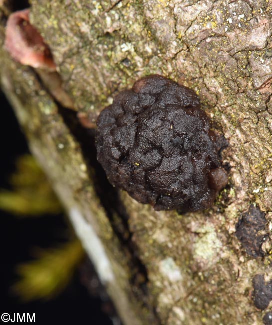 Tremella moriformis = Pseudotremella moriformis