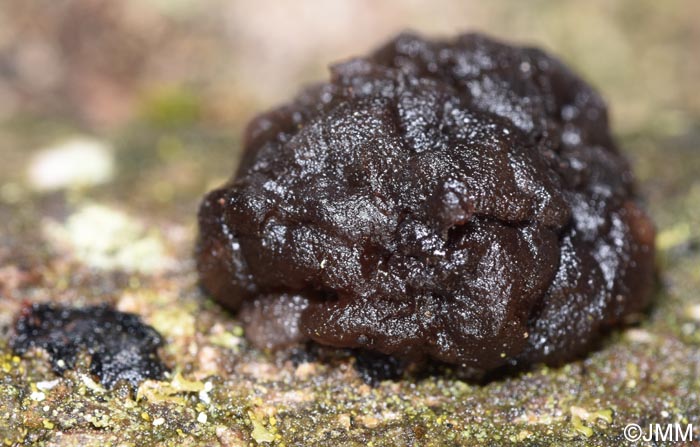 Tremella moriformis = Pseudotremella moriformis