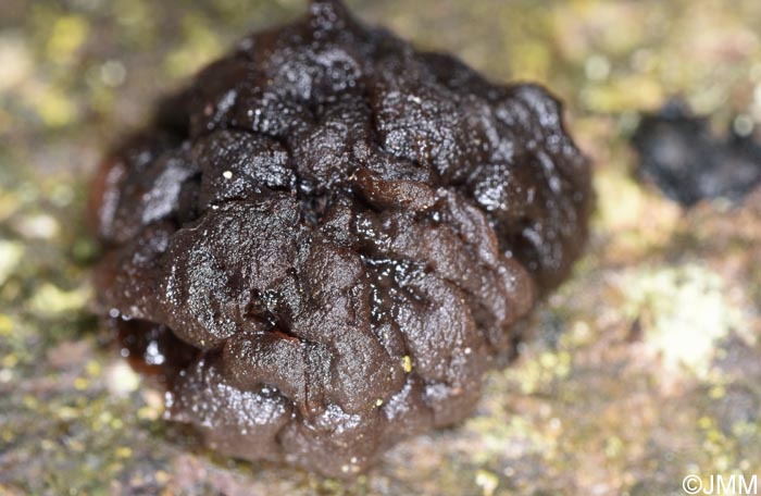 Tremella moriformis = Pseudotremella moriformis